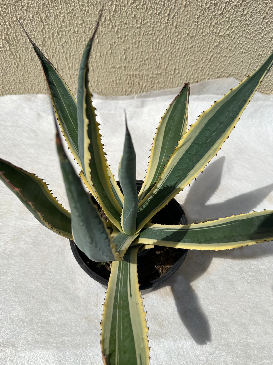 Agave Marginata