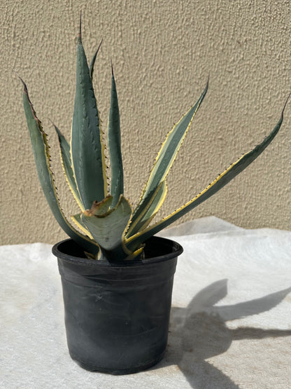 Agave Marginata