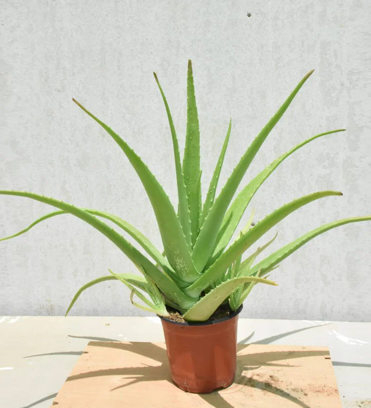 Aloe Vera