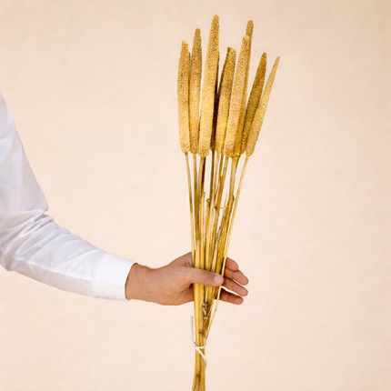 Dried Barbala