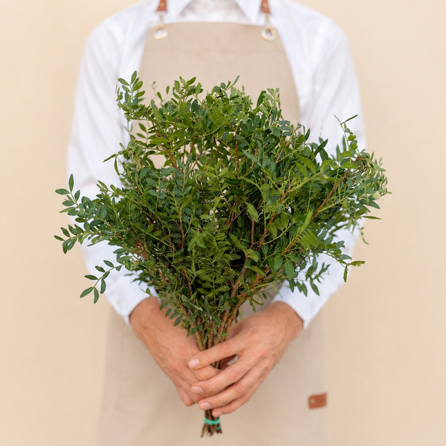 Pistacia Bunch