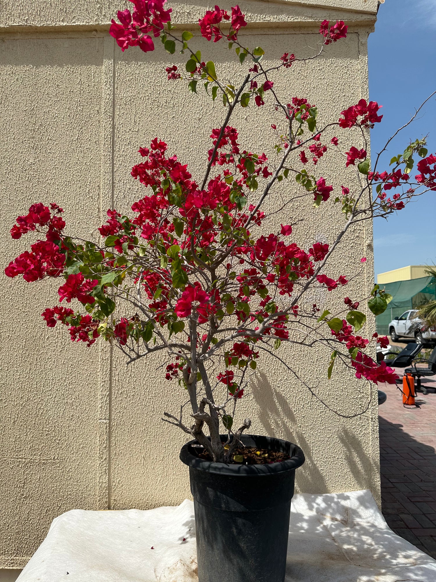 Bougainvillea Glabra