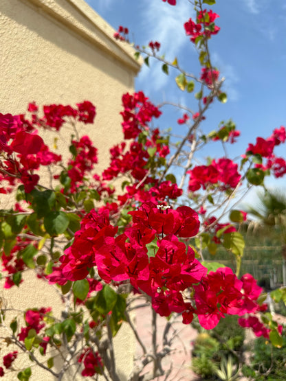 Bougainvillea Glabra