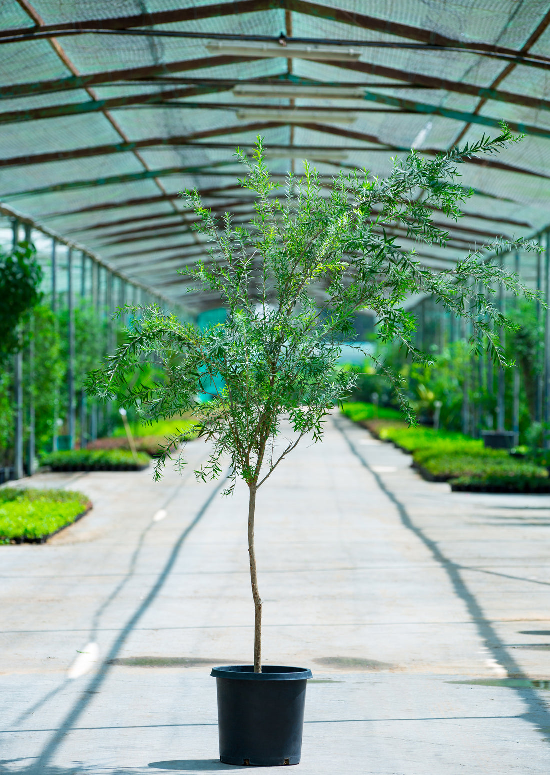 Callistemon Viminalis