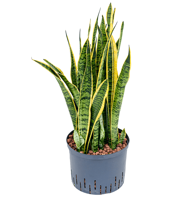 Sansevieria Laurentii