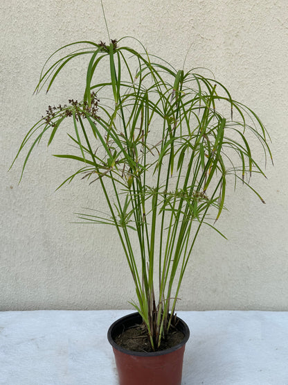 Cyperus Alternifolius