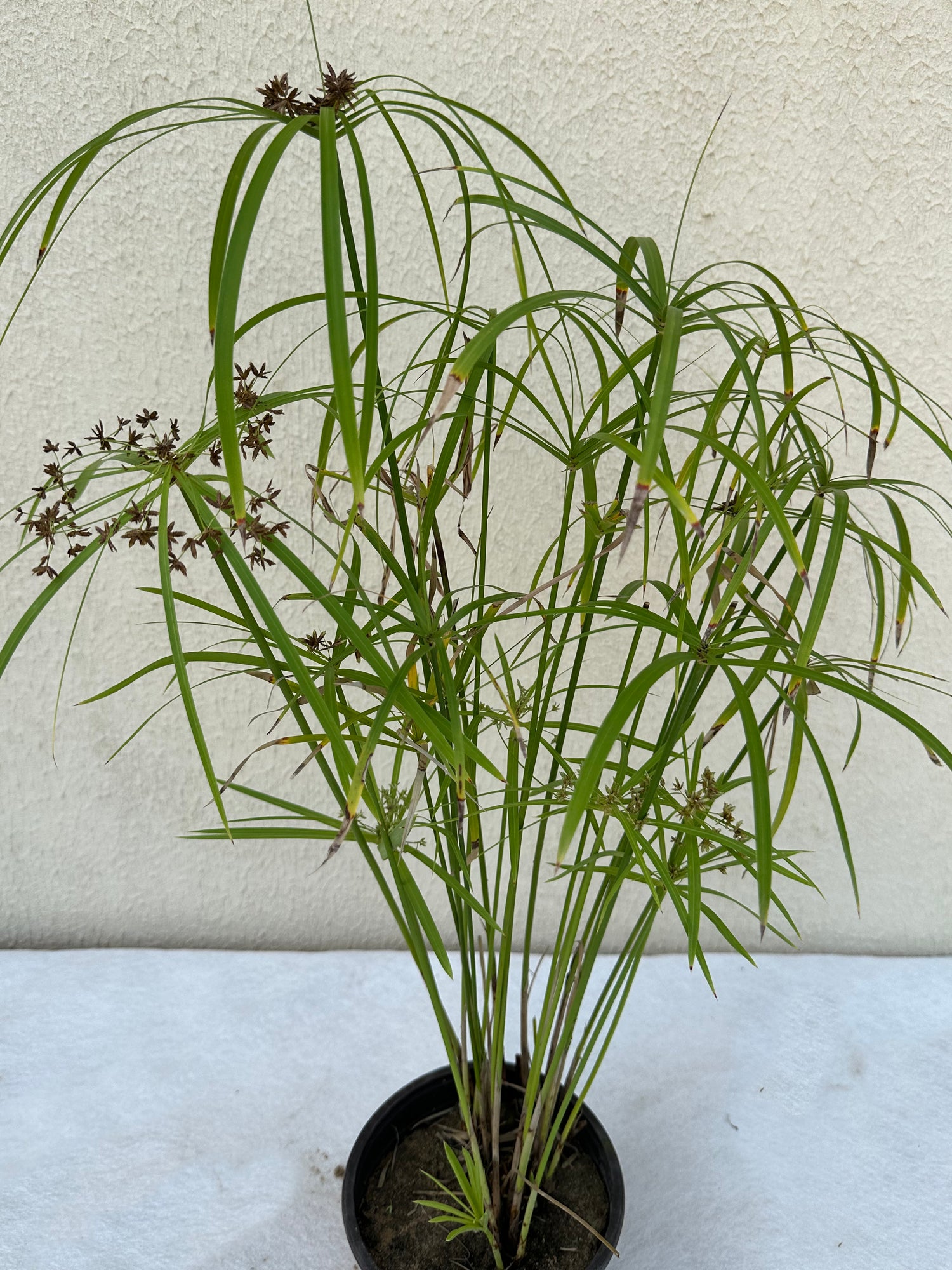 Cyperus Alternifolius