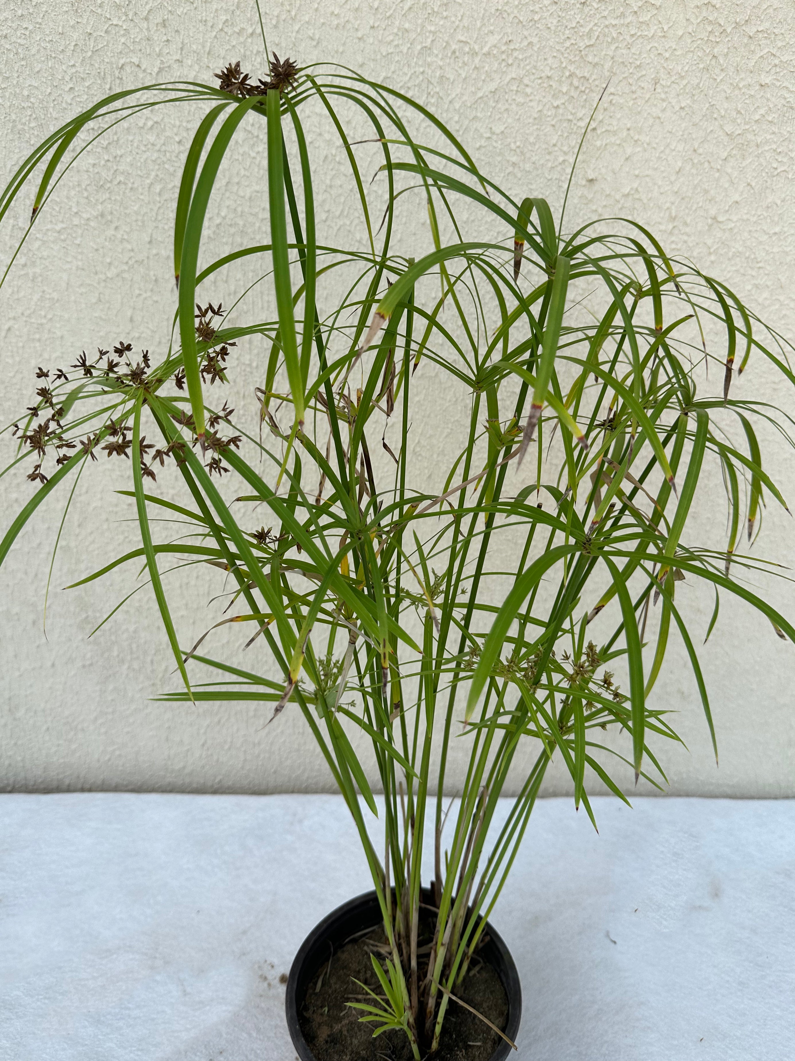 Cyperus Alternifolius