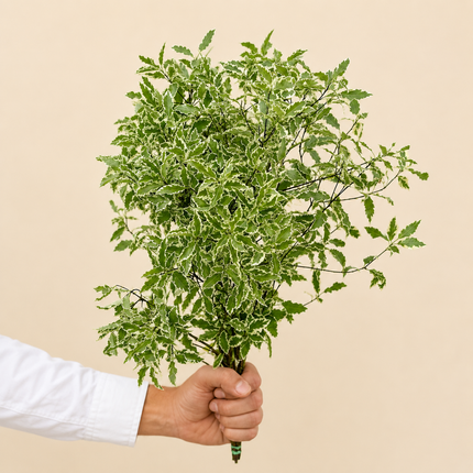 Pittosporum Silver Queen