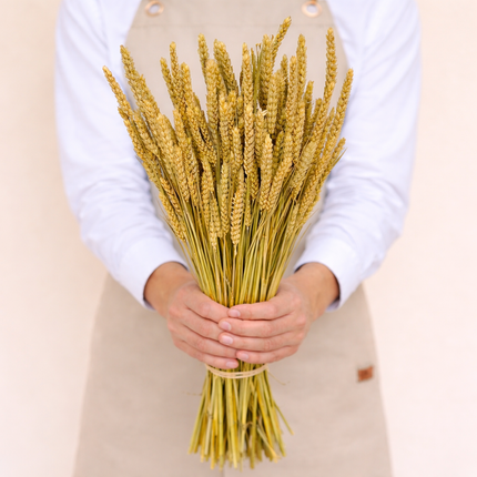 Dried Wheat Natural