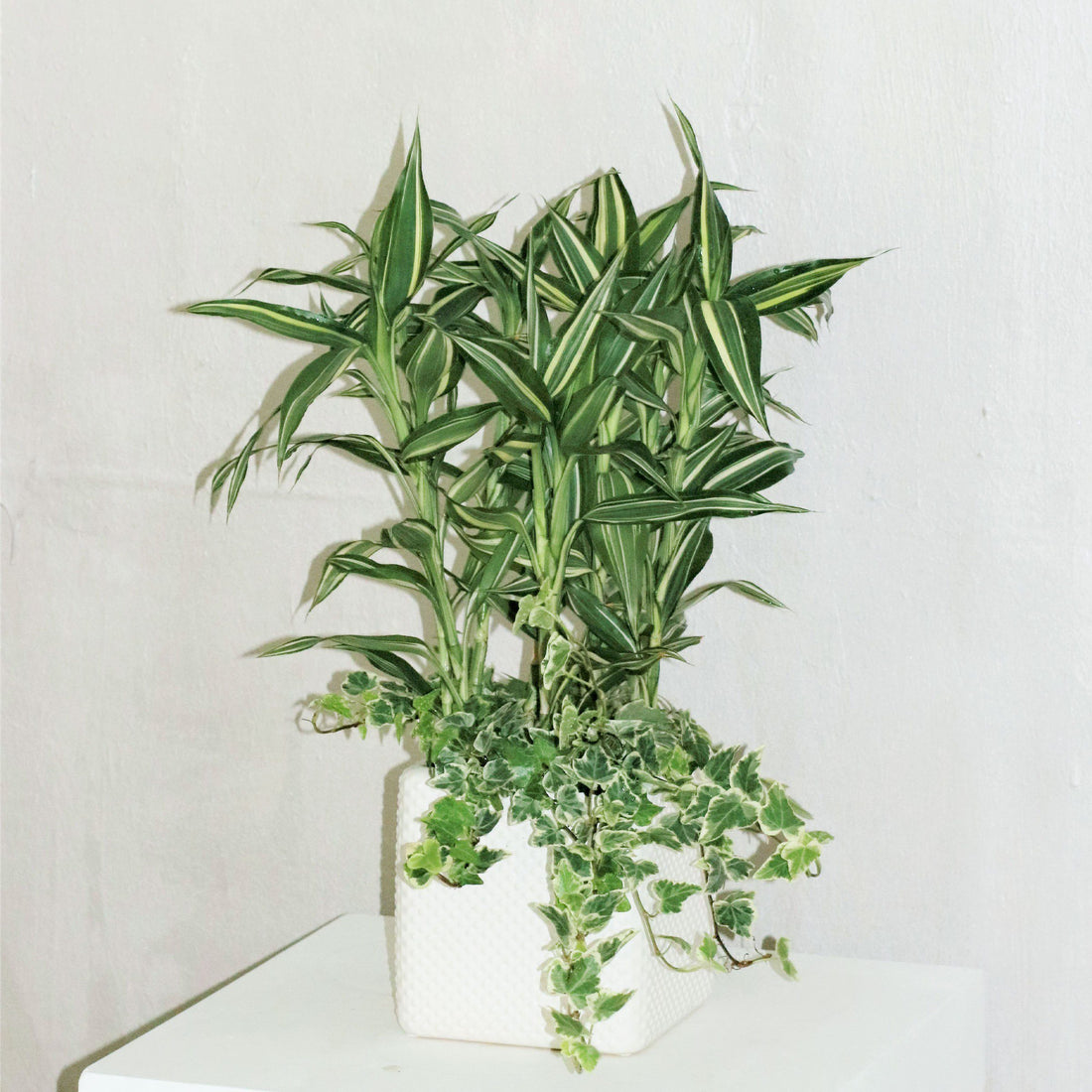 Dracaena arrangement in square pot