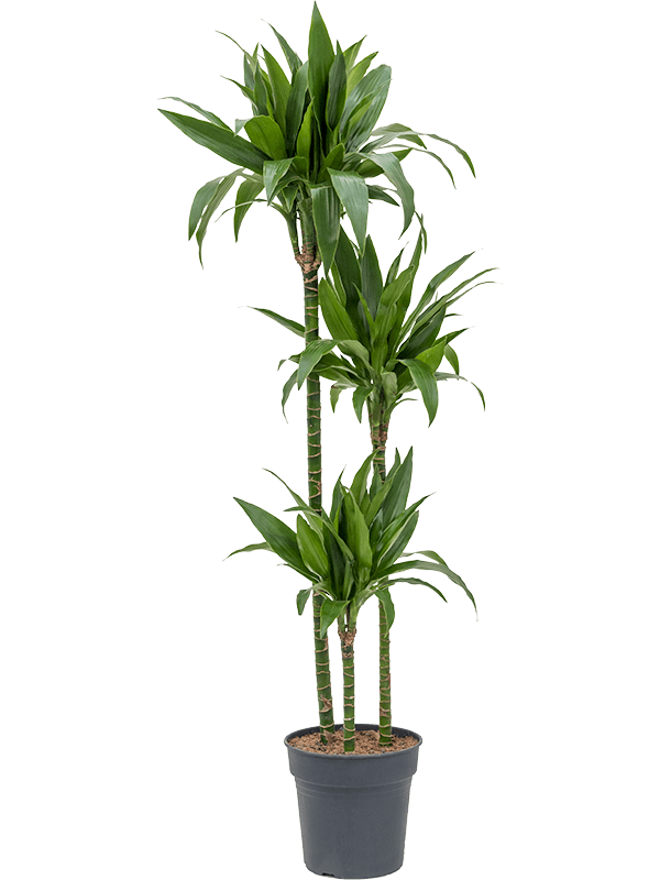 Dracaena Janet Craig