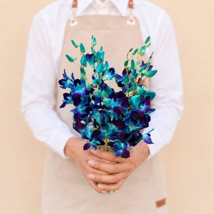 Dendrobium Blue Orchids