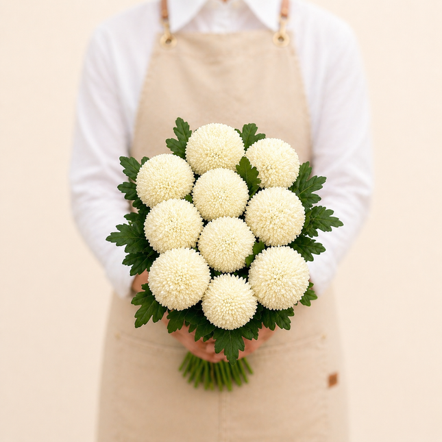 Chrysanthemum Single - Ping Pong White