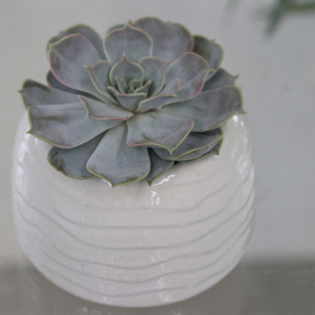 Echeveria Succulent