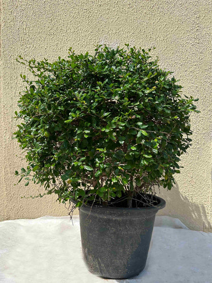 Ehretia Microphylla Ball Shape