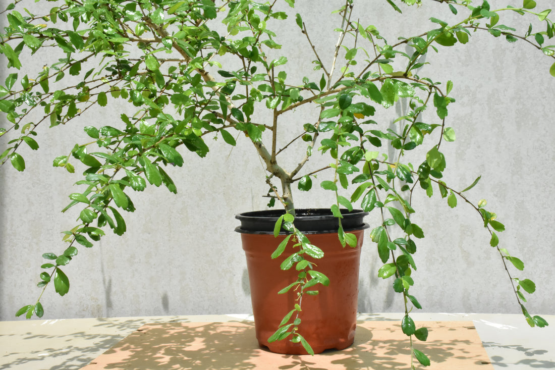 Ehretia microphylla