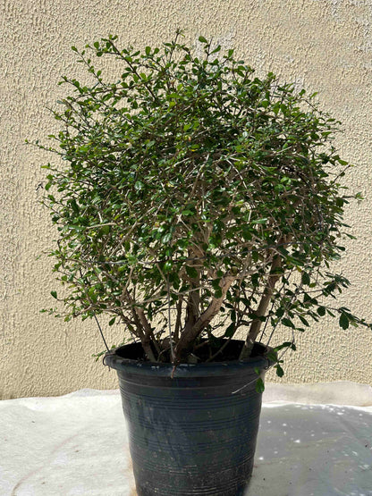 Ehretia Microphylla Ball Shape