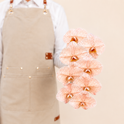 Peach Phalaenopsis Cut Flower