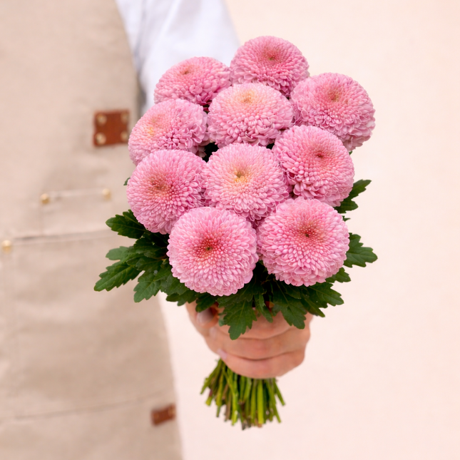 Chrysanthemum Single - Ping Pong Pink