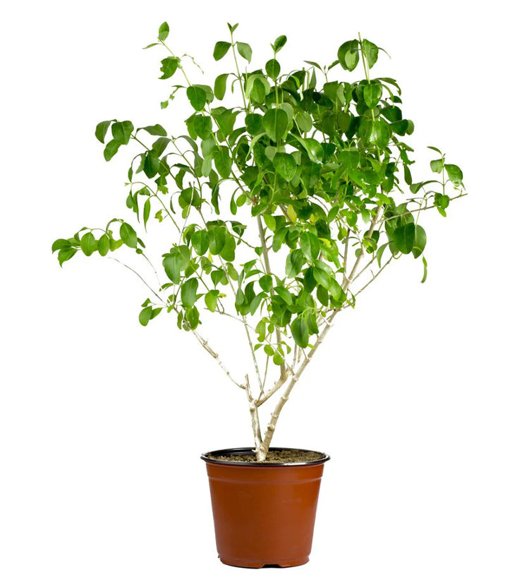 Ficus Benjamina