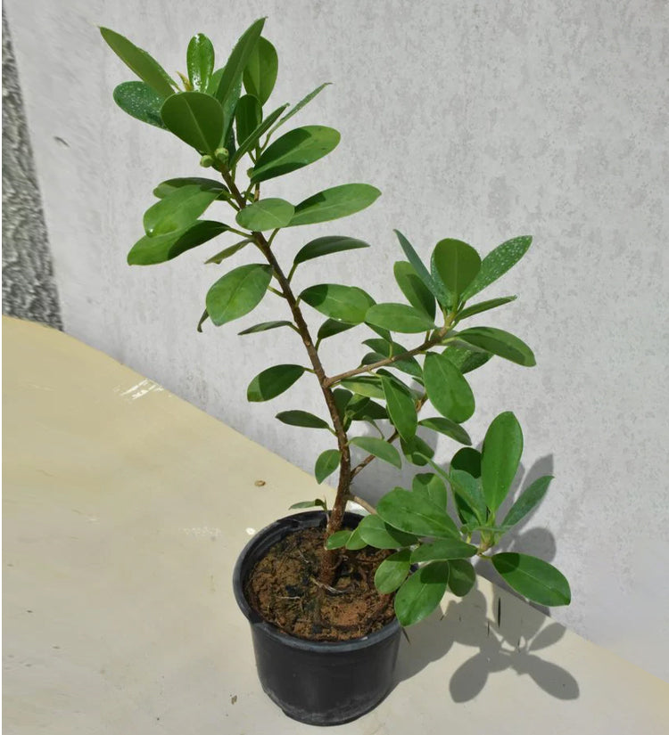 Ficus microcarpa &