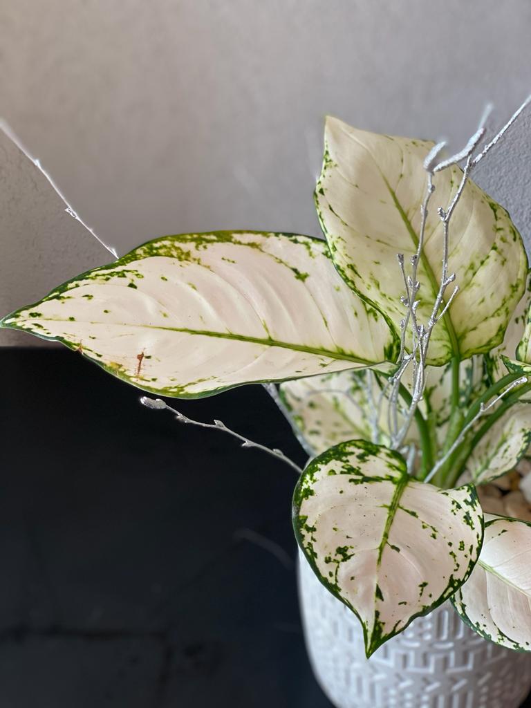 Aglaonema White Joy