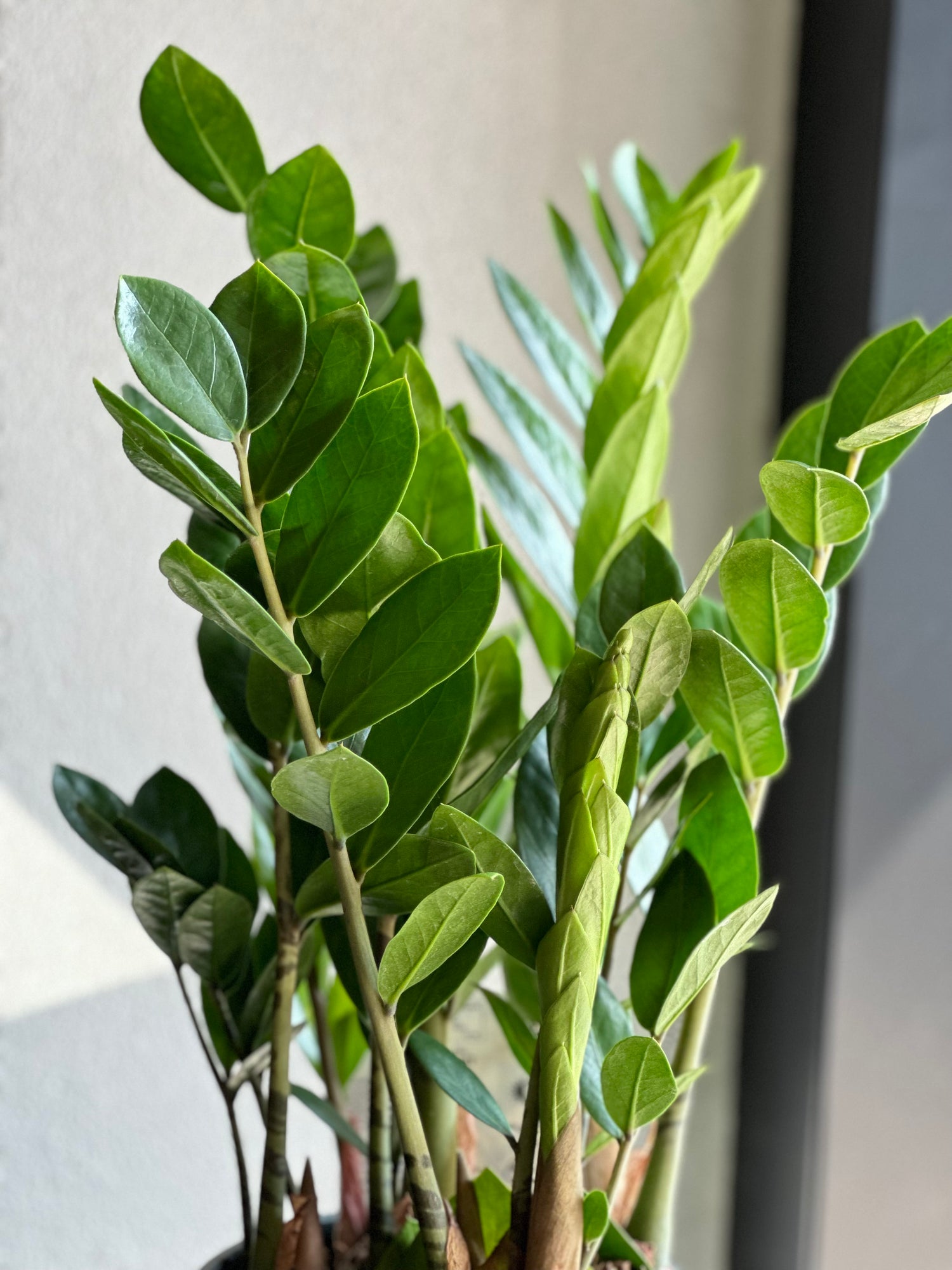 Zamioculcas Plant