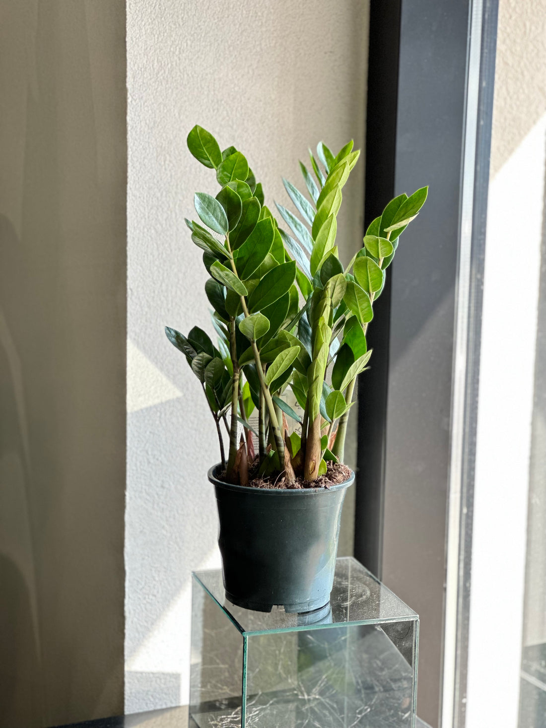 Zamioculcas Plant