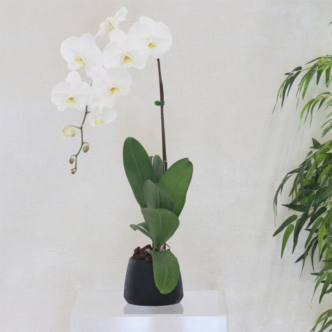 Phalaenopsis Orchid Plant in a Black Pot