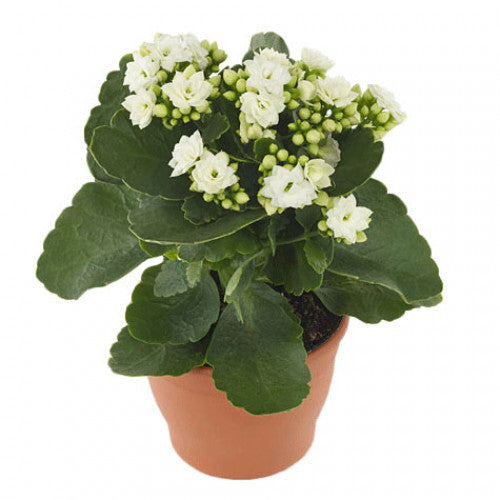 Kalanchoe white or pink