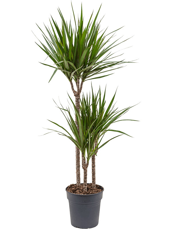 Dracaena marginata