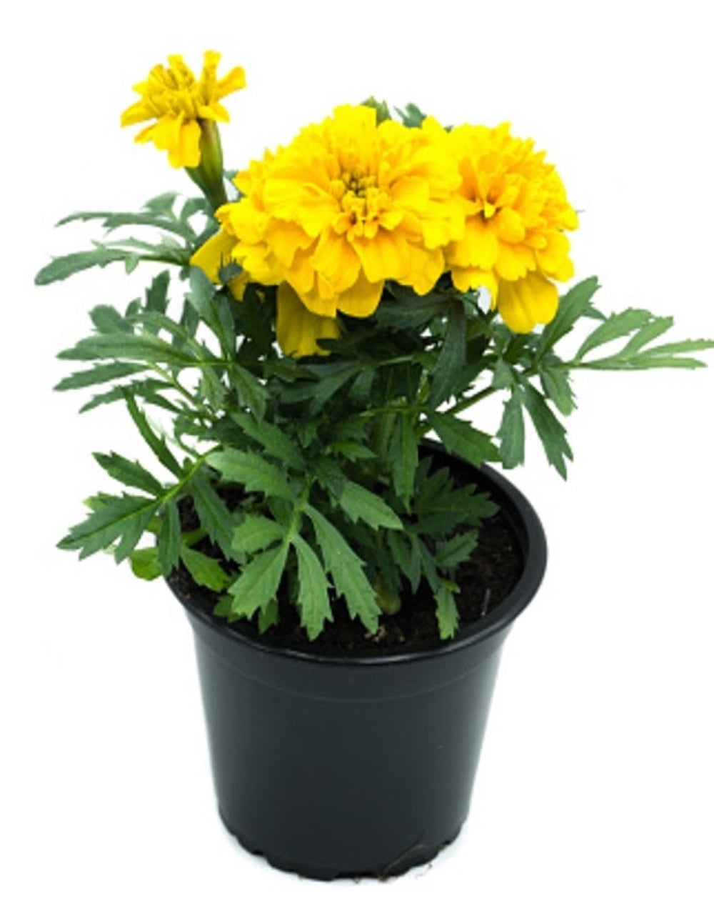 Tagetes erecta &