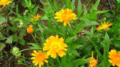 Tagetes erecta &