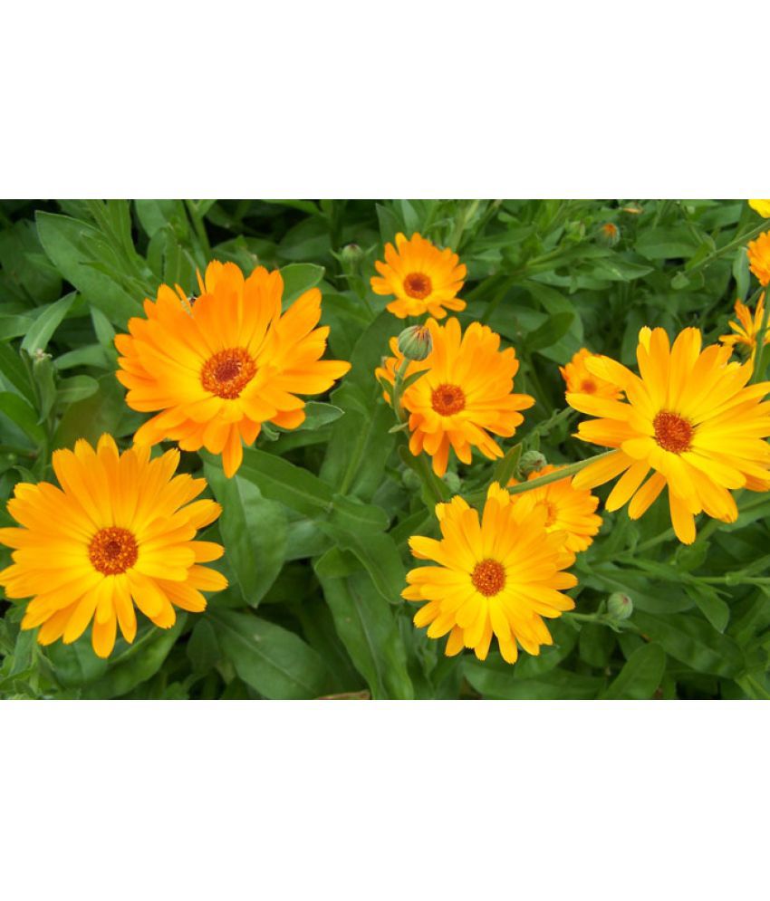 Tagetes erecta &