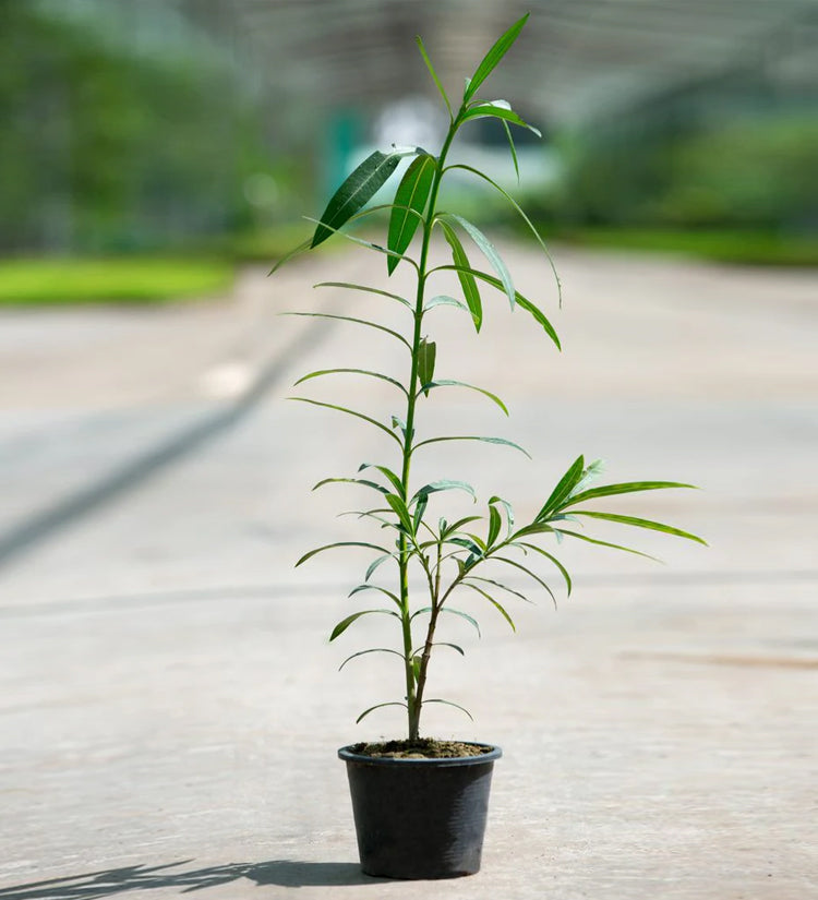 Nerium Oleander