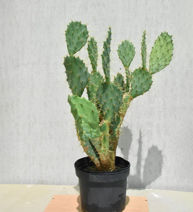 Opuntia Ficus Indica