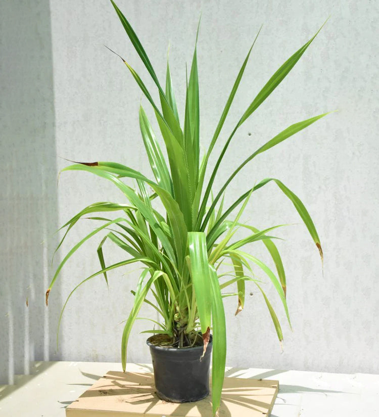 Pandanus veitchii