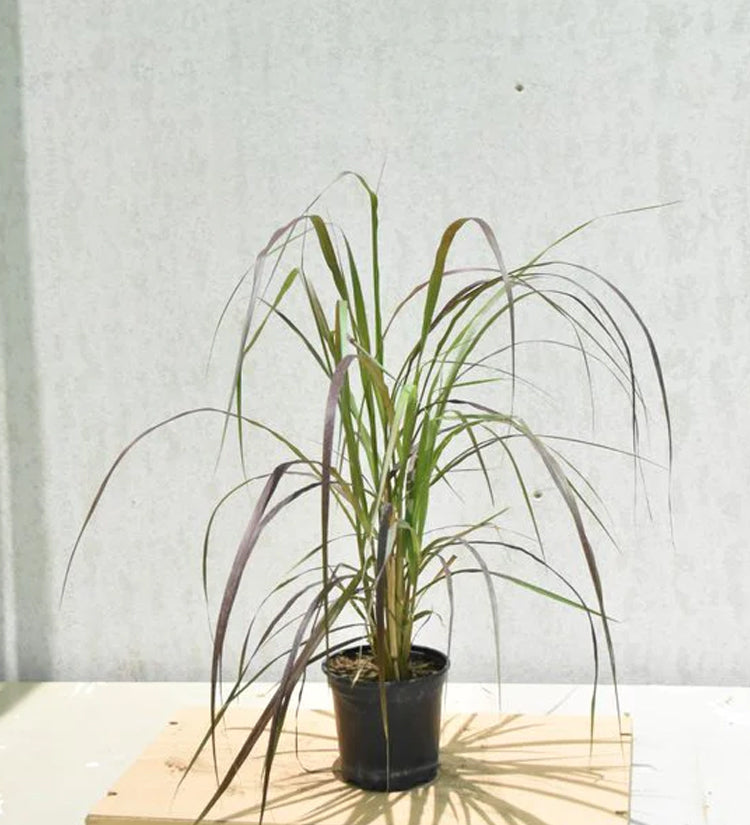 Pennisetum Rubrum