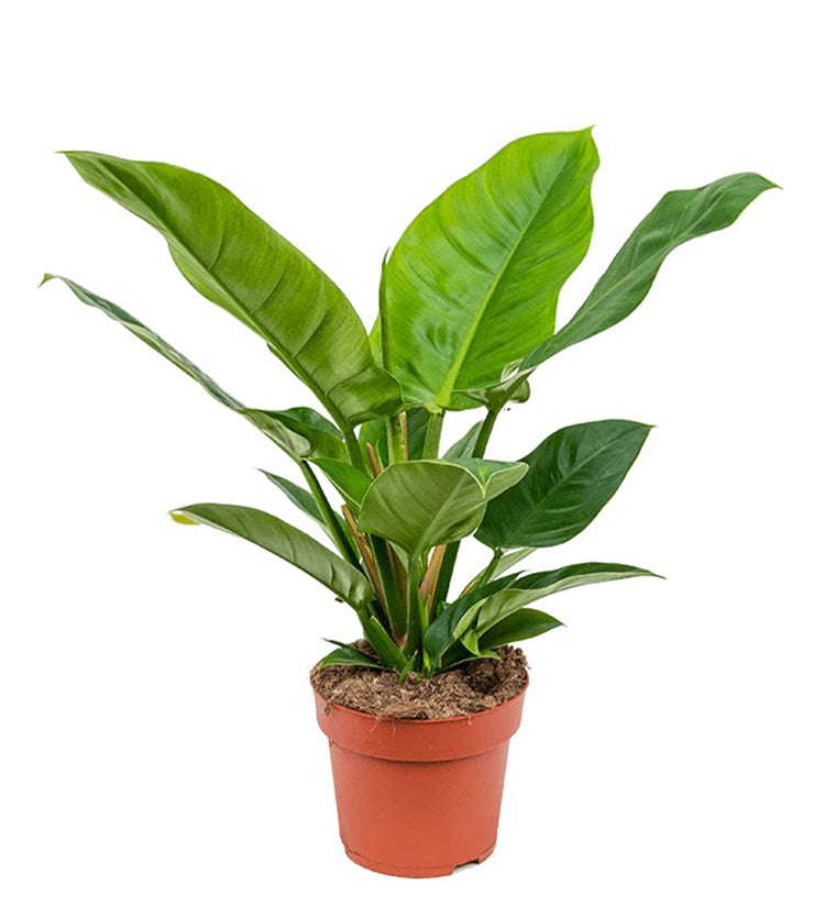 Philodendron imperial Green