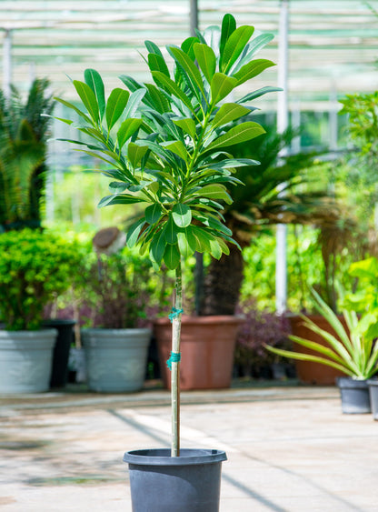 Plumeria Obtusa