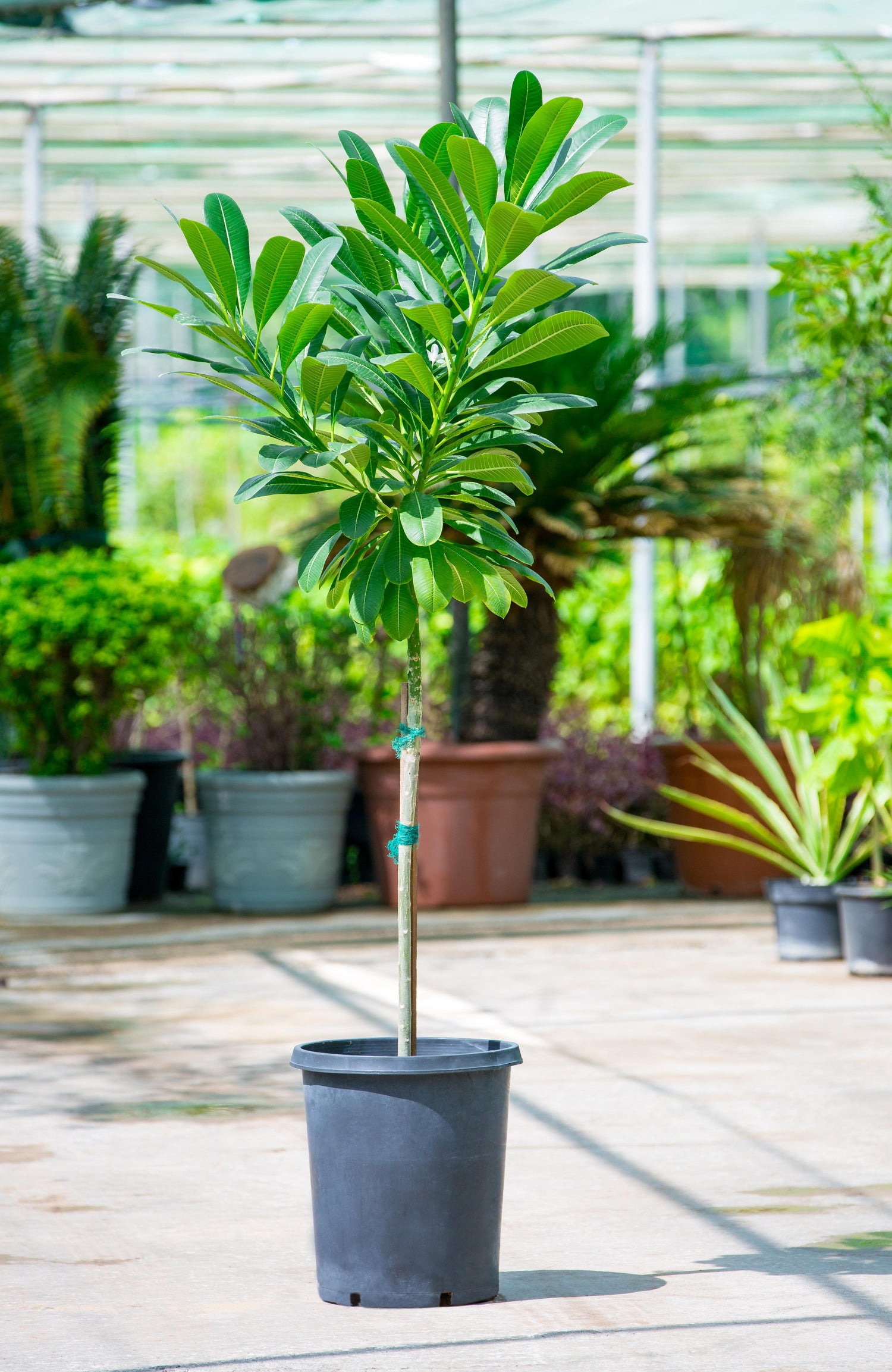 Plumeria Obtusa