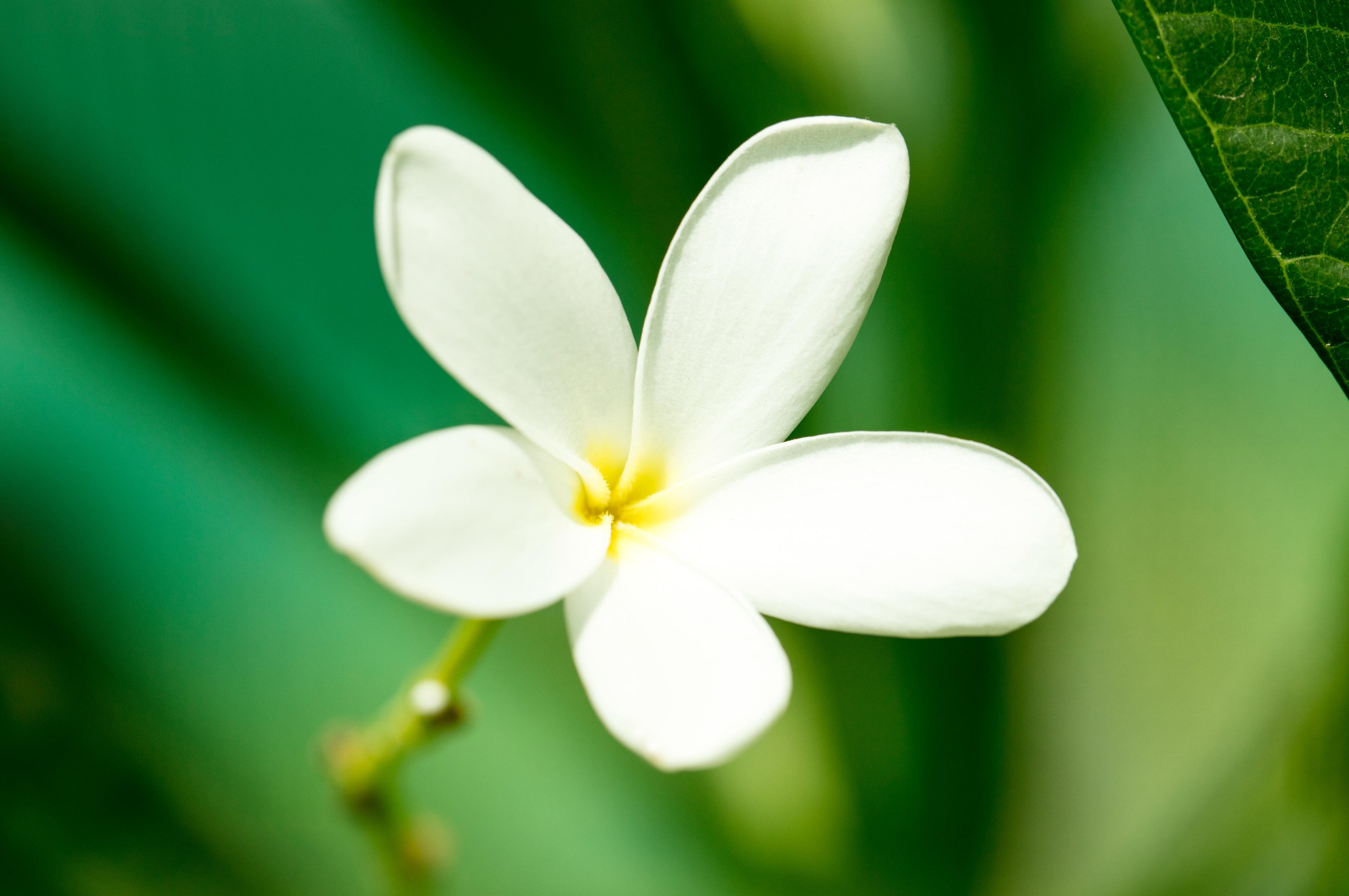 Plumeria Obtusa