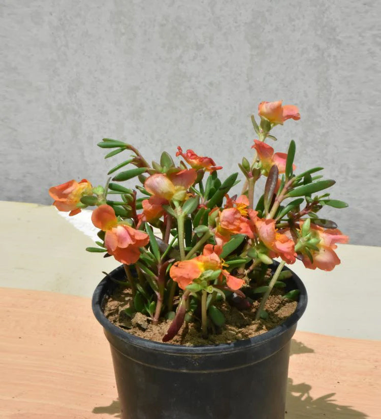 Portulaca Oleracea