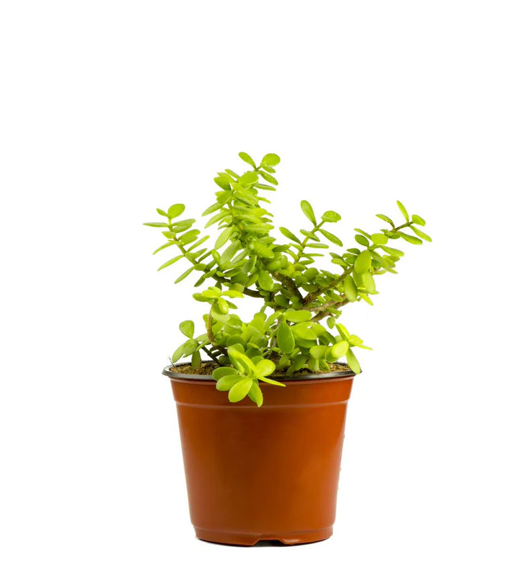 Portulacaria Afra