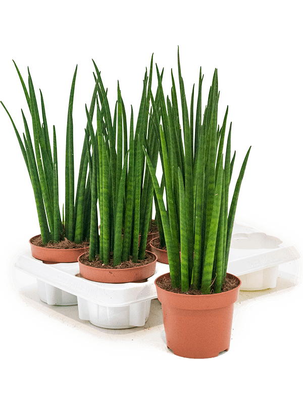 Sansevieria Spikes