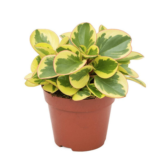 Peperomia obtusifolia 'Obtipan Bicolor'