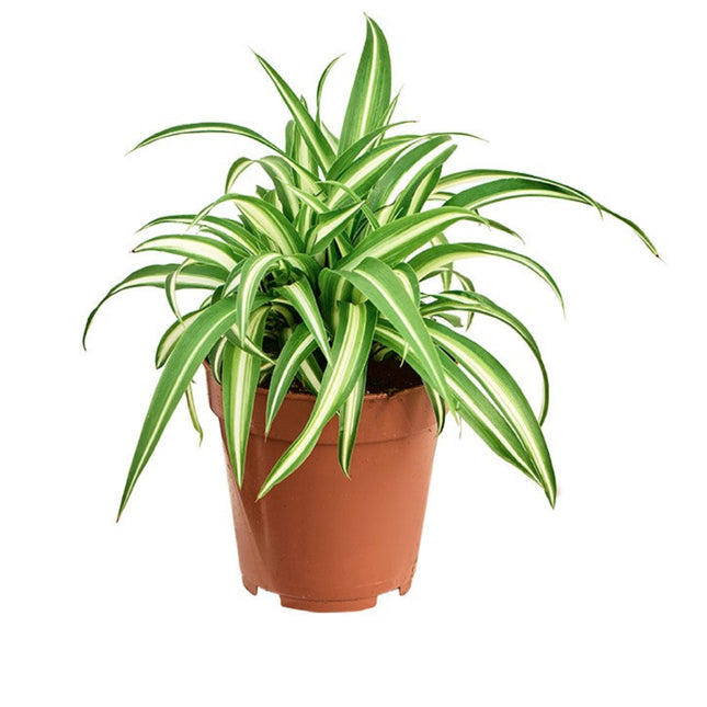 Chlorophytum comosum 'Variegatum'