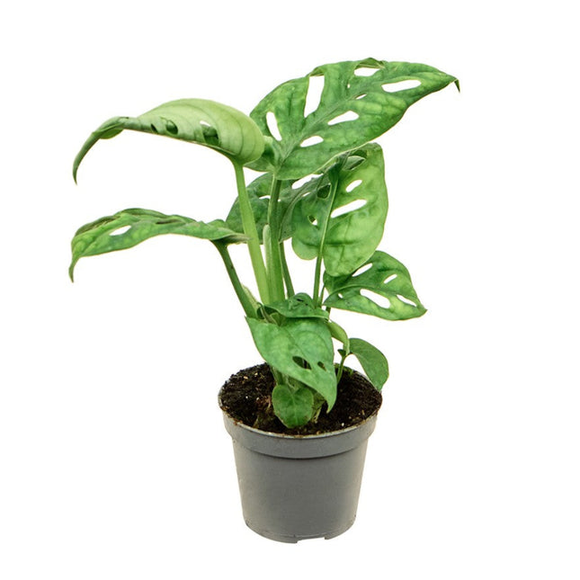 Monstera Obliqua