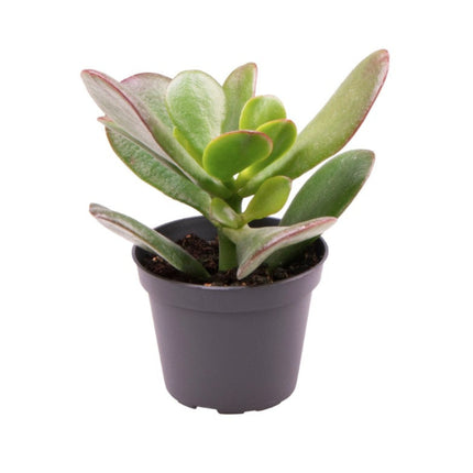 Crassula Ovata